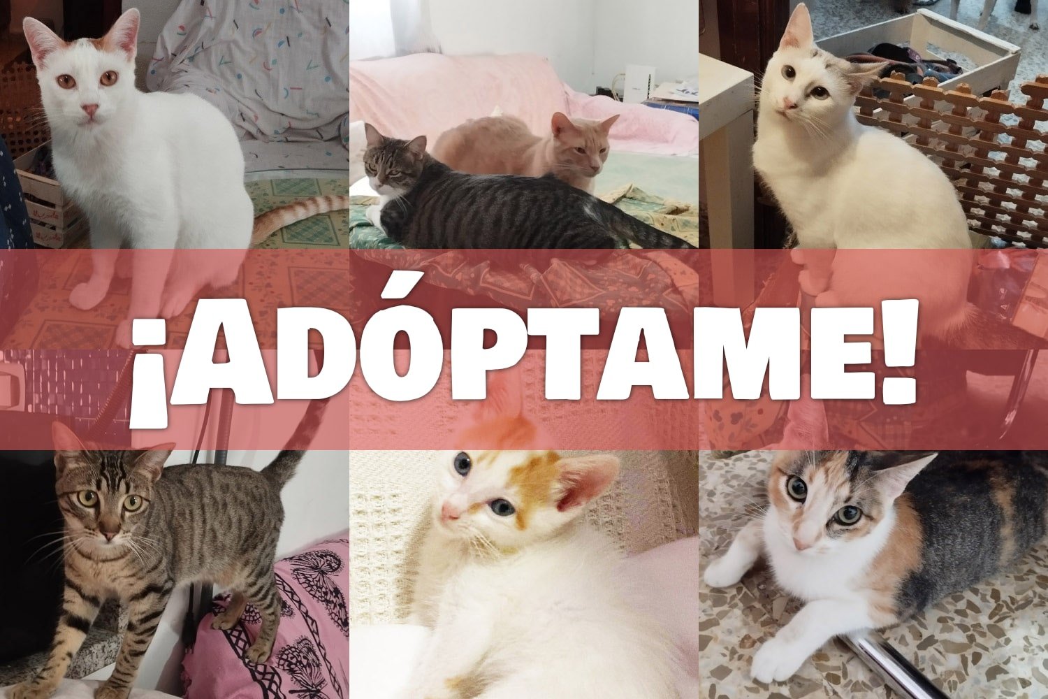 Adopta nuestros hermosos gatetes, ellos están buscando un hogar en donde entregar amor